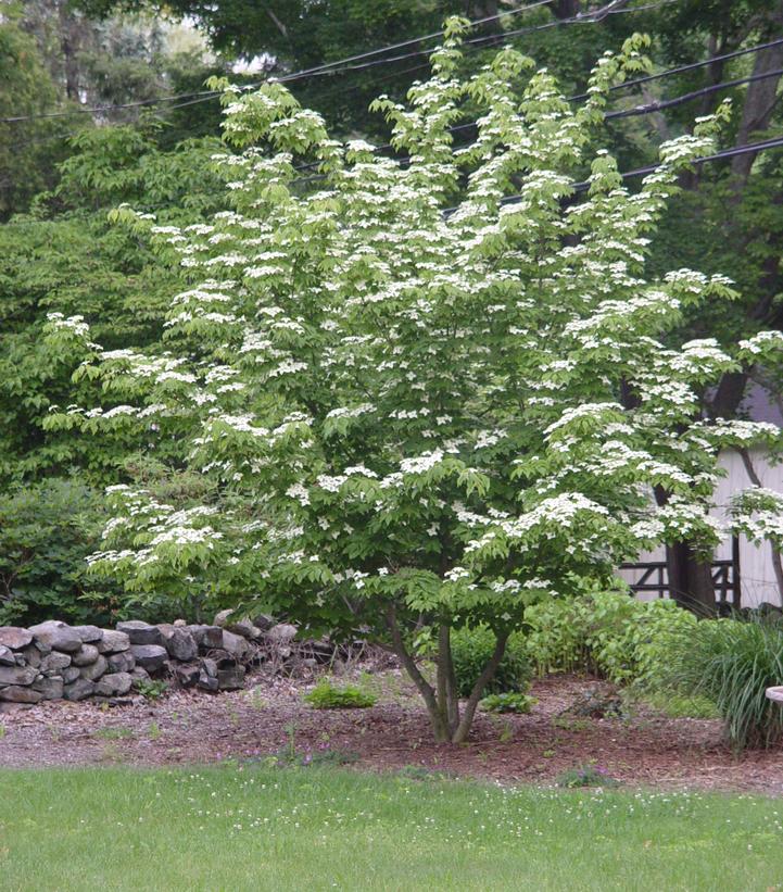 Cornus kousa 