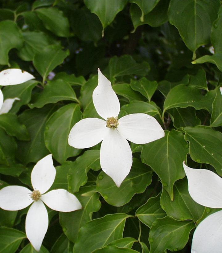 Cornus kousa 