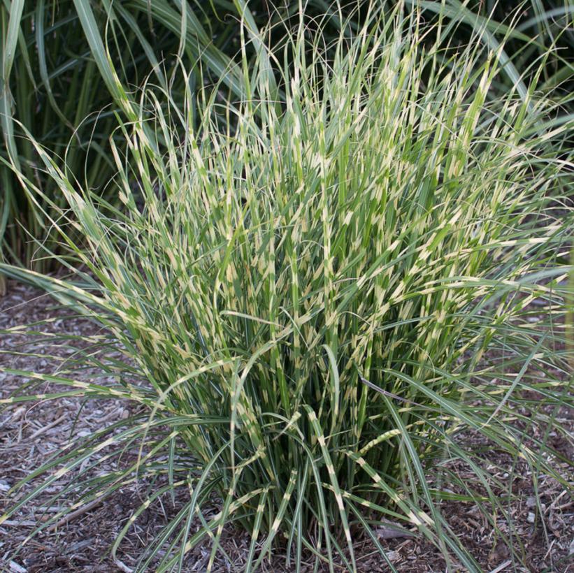 Miscanthus sinensis Bandwidth