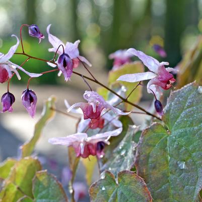 Epimedium Pink Elf