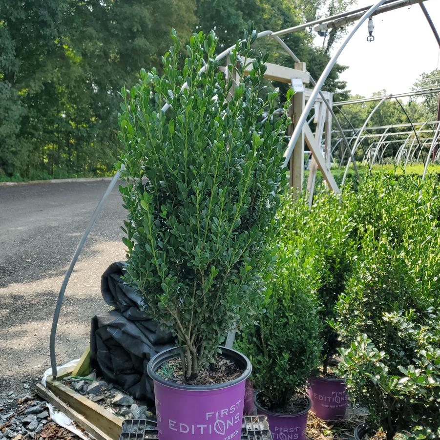 Ilex crenata Chubby Hubby™