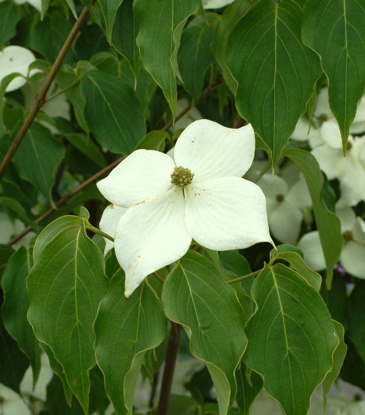 Cornus kousa Milky Way