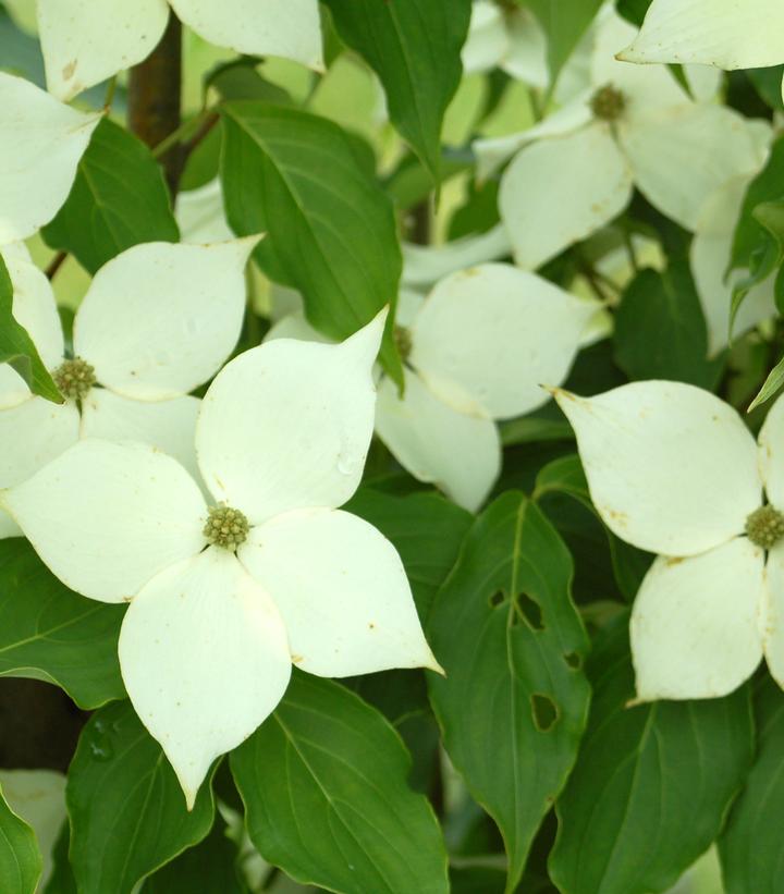 Cornus kousa Milky Way