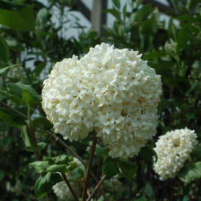 Viburnum carlesii 