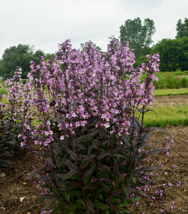 Penstemon hybrid Midnight Masquerade