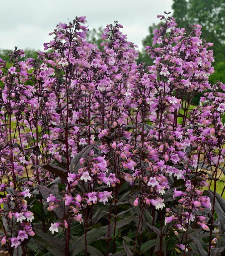 Penstemon hybrid Midnight Masquerade