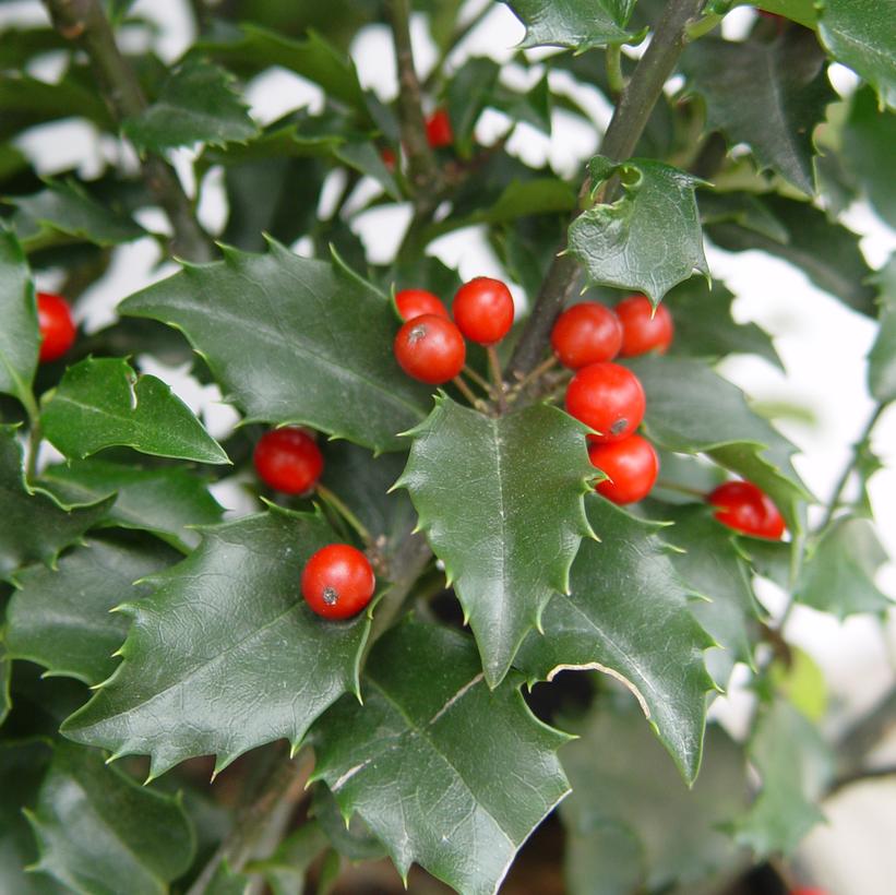 Ilex x 'Centennial Dragon'