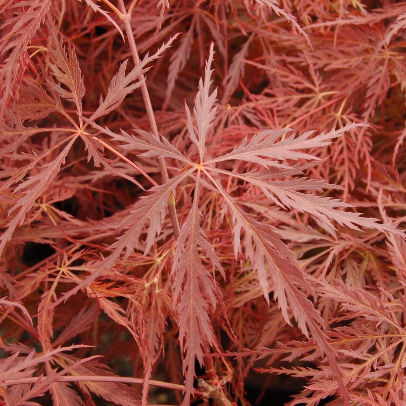 Acer palmatum dissectum 'Crimson Queen'