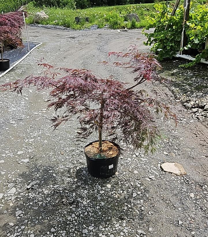 Acer palmatum dissectum 'Crimson Queen'