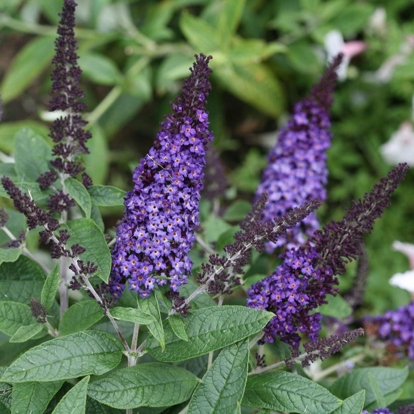 Buddleia x Pugster Blue®