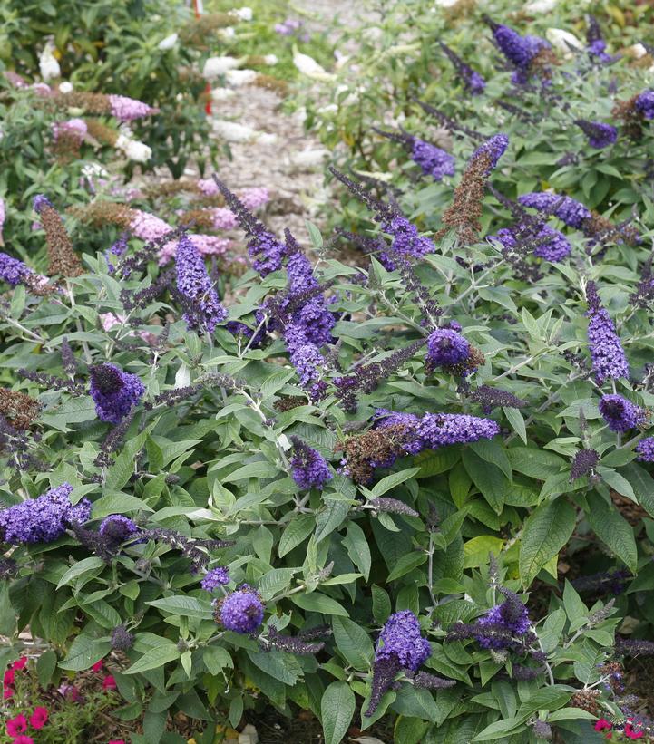 Buddleia x Pugster Blue®