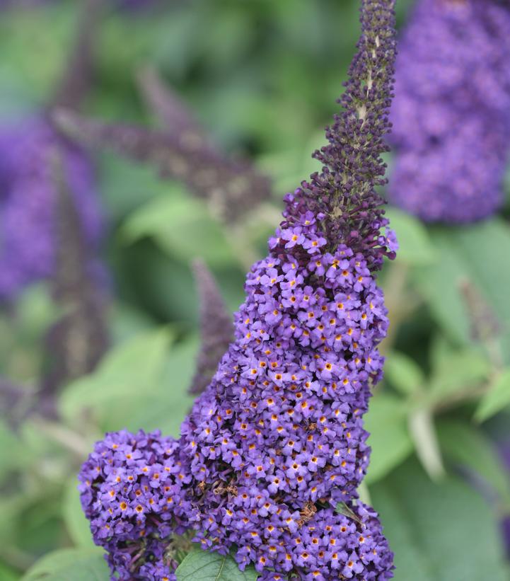 Buddleia x Pugster Blue®