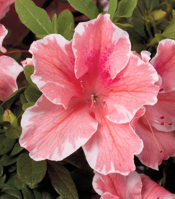 Azalea Encore® Autumn Sunburst®