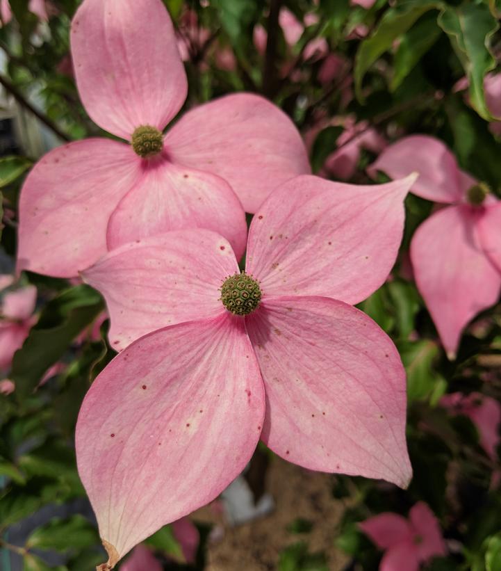 Cornus kousa Scarlet Fire®