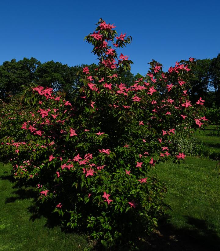 Cornus kousa Scarlet Fire®