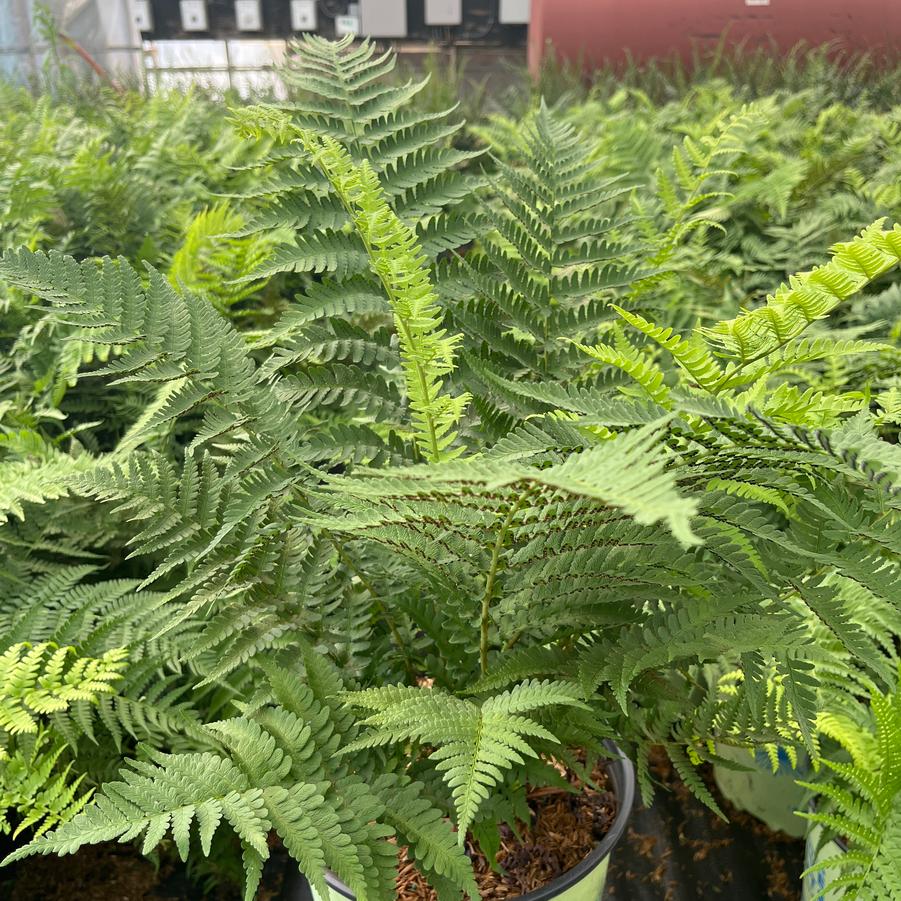 Dryopteris marginalis 