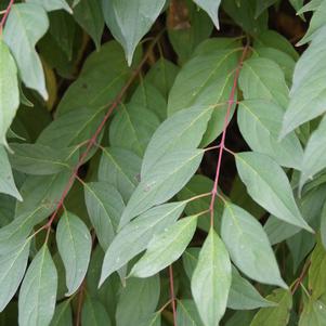 Cornus racemosa Huron®