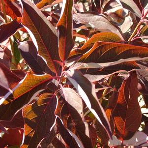 Cornus racemosa Huron®