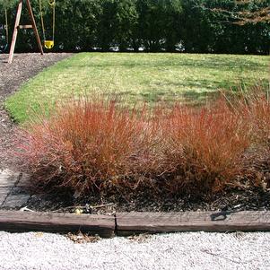 Cornus racemosa Huron®