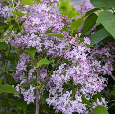 Syringa x hyacinthiflora Scentara Pura®