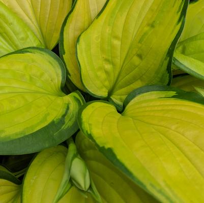 Hosta 'Stained Glass'