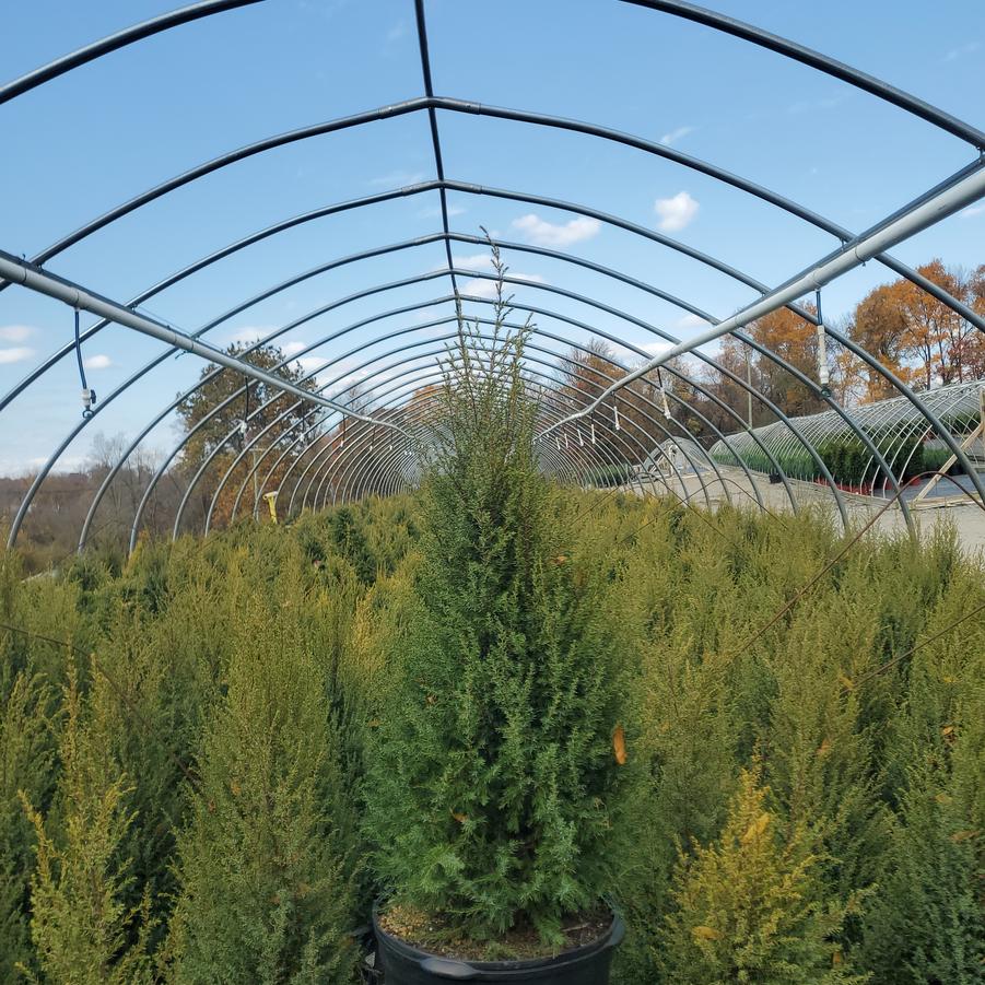 Juniperus communis Gold Cone