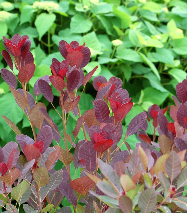 Cotinus coggygria Royal Purple