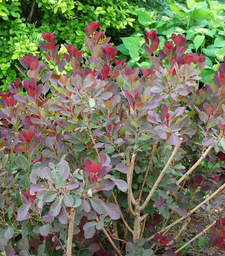 Cotinus coggygria Royal Purple