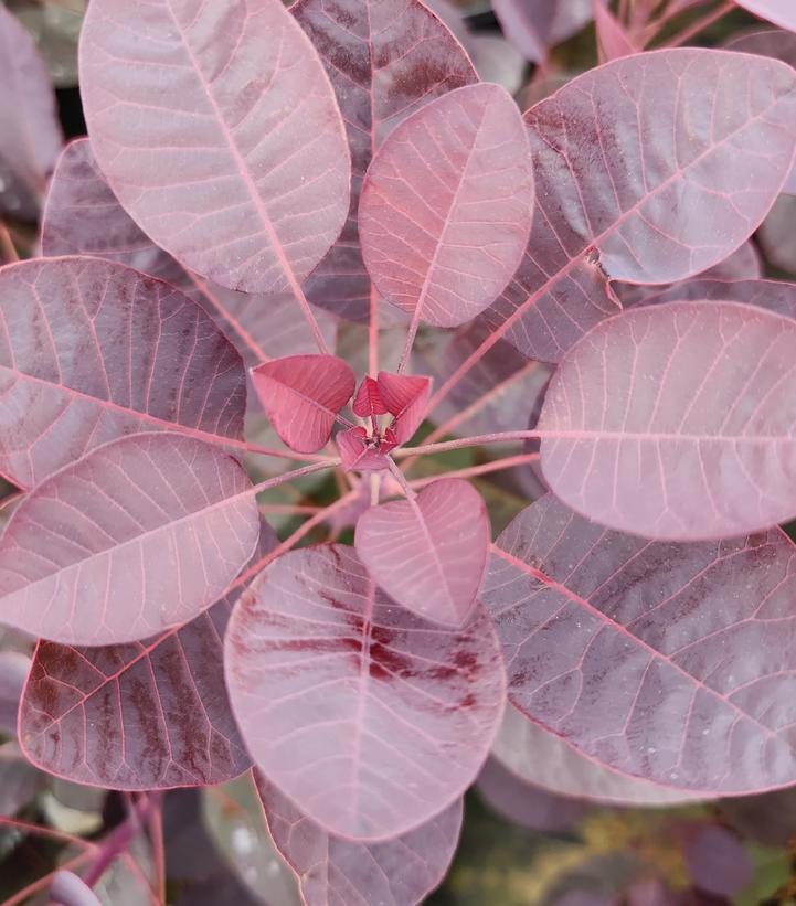 Cotinus coggygria Royal Purple