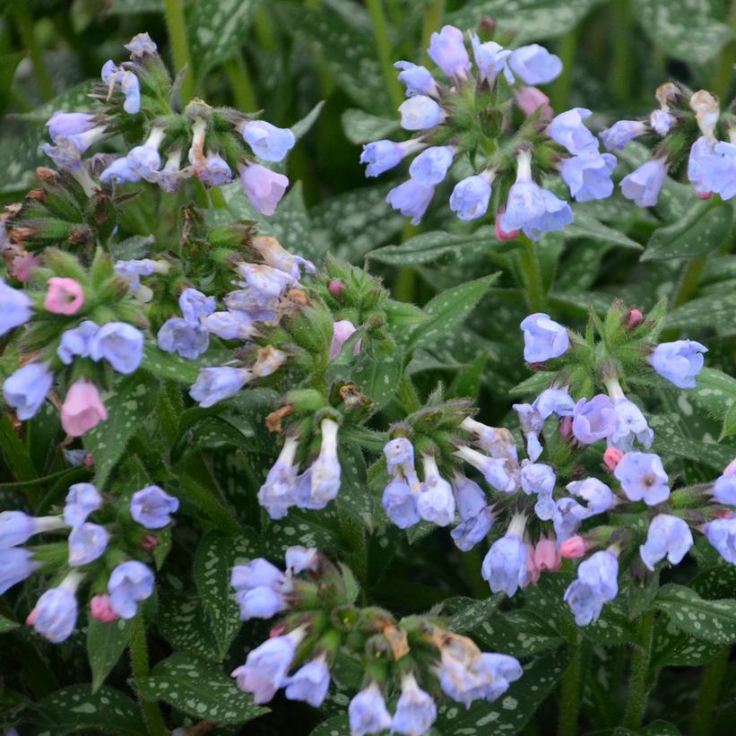 Pulmonaria Twinkle Toes