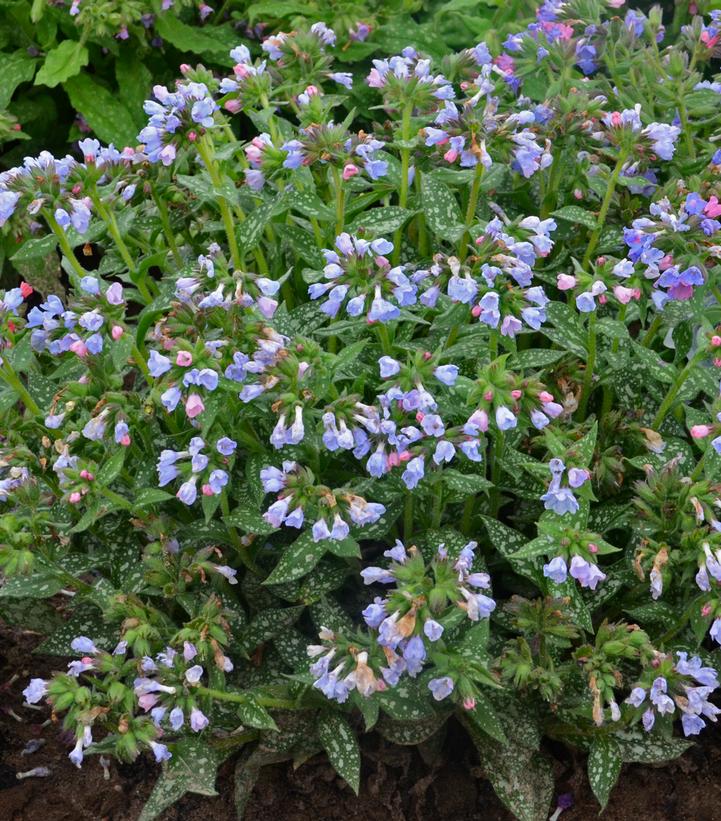 Pulmonaria Twinkle Toes