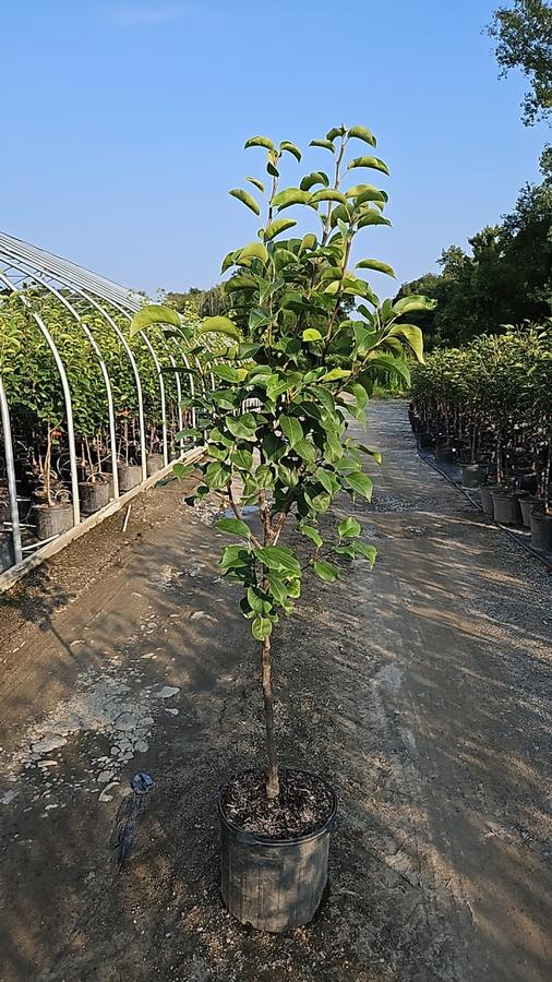 Pyrus pyrifolia 'Shinseiki'