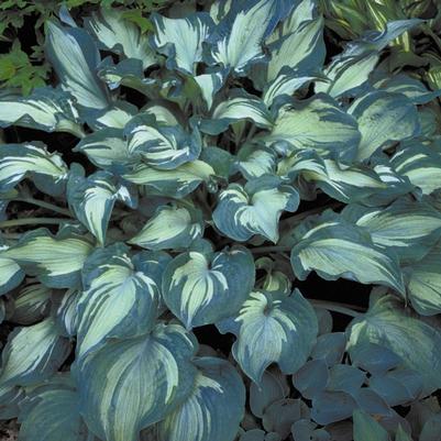 Hosta 'Guardian Angel'