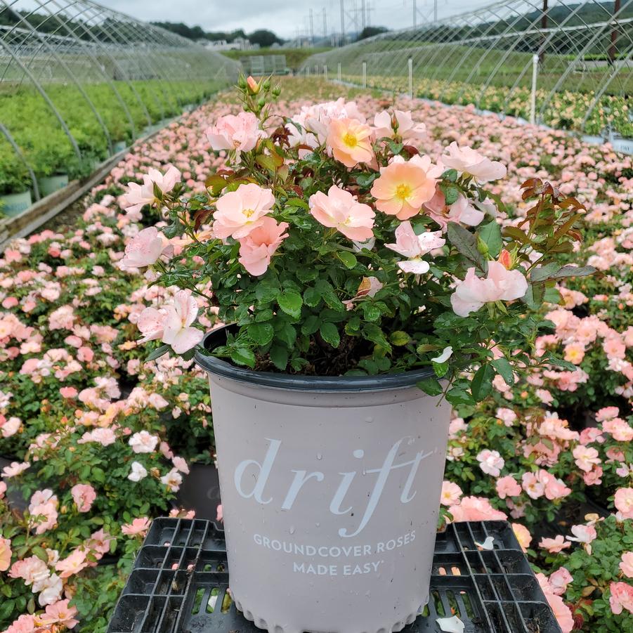 Rosa Peach Drift®