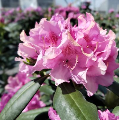 Rhododendron cat. Roseum Elegans