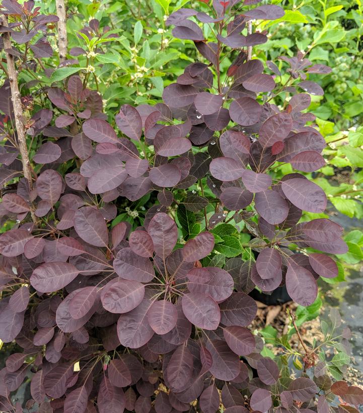 Cotinus coggygria Velveteeny™