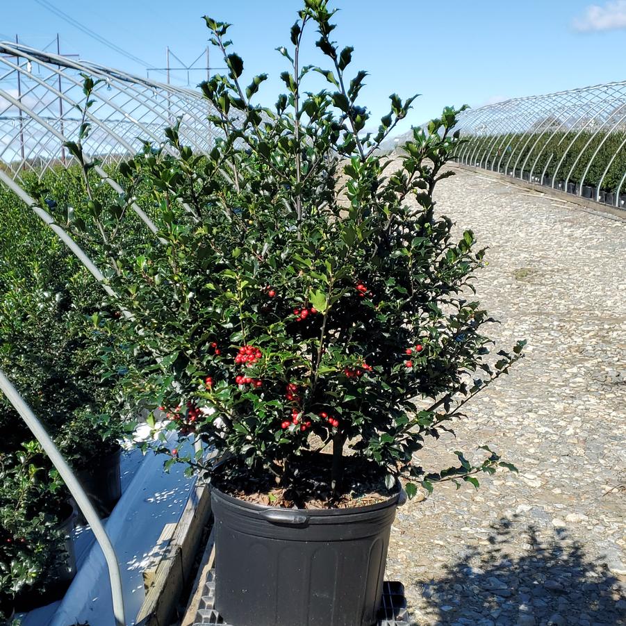 Ilex X meserveae Blue Princess