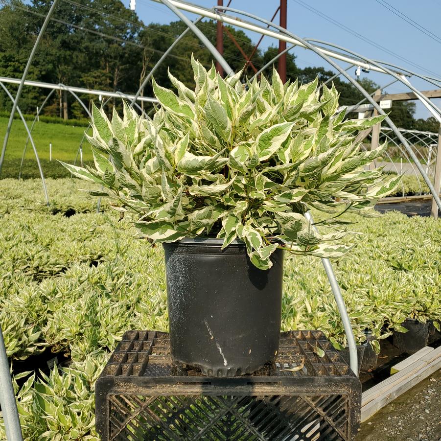 Cornus alba Ivory Halo®