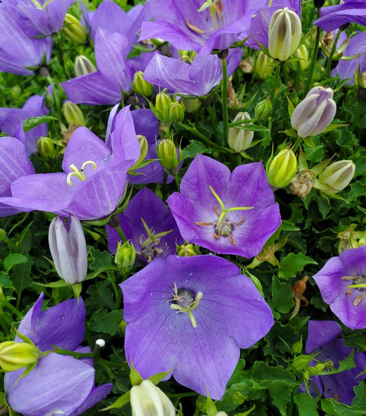 Campanula carpatica 'Rapido Blue'