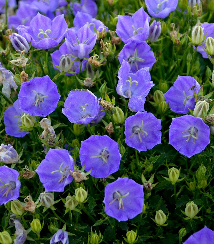 Campanula carpatica 'Rapido Blue'