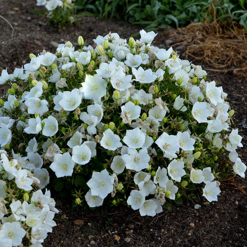 Campanula carpatica 'Rapido White'