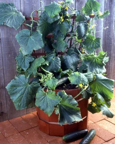 Cucumber Salad Bush