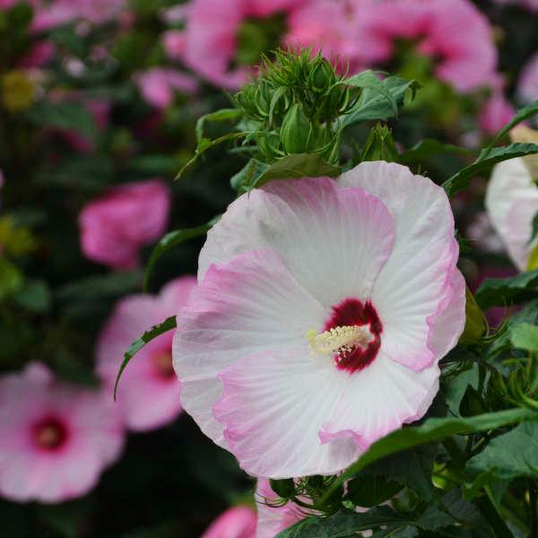 Hibiscus hybrid Summerific® Ballet Slippers