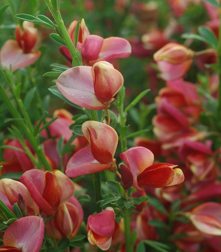 Cytisus sco. Burkwoodii