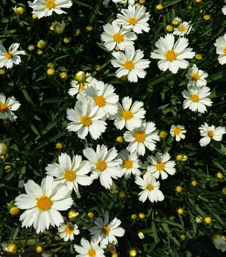 Coreopsis Big Bang™ 'Polaris'