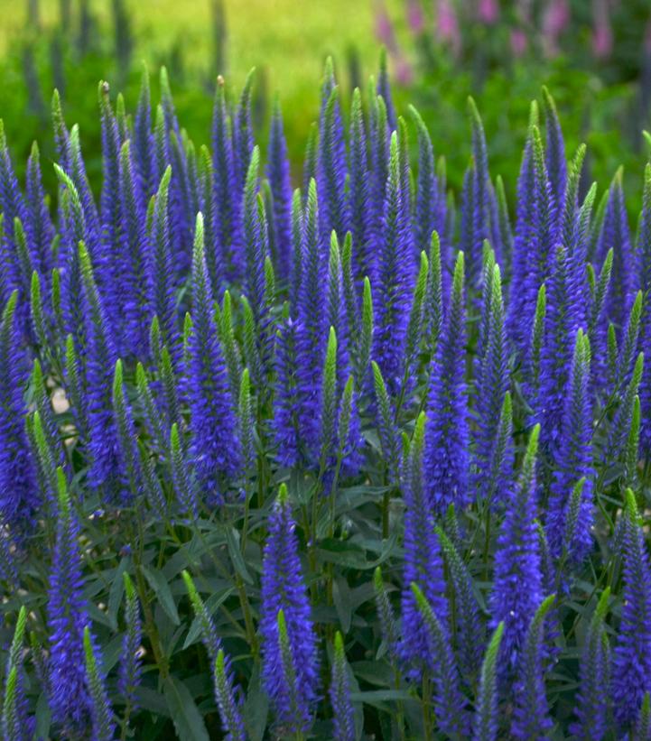 Veronica hybrid Magical Show® 'Wizard of Ahhs'