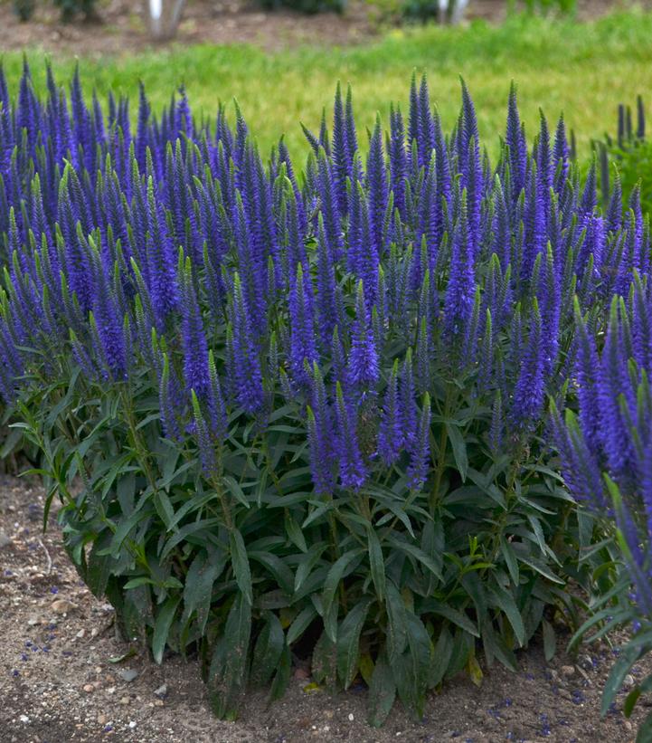 Veronica hybrid Magical Show® 'Wizard of Ahhs'