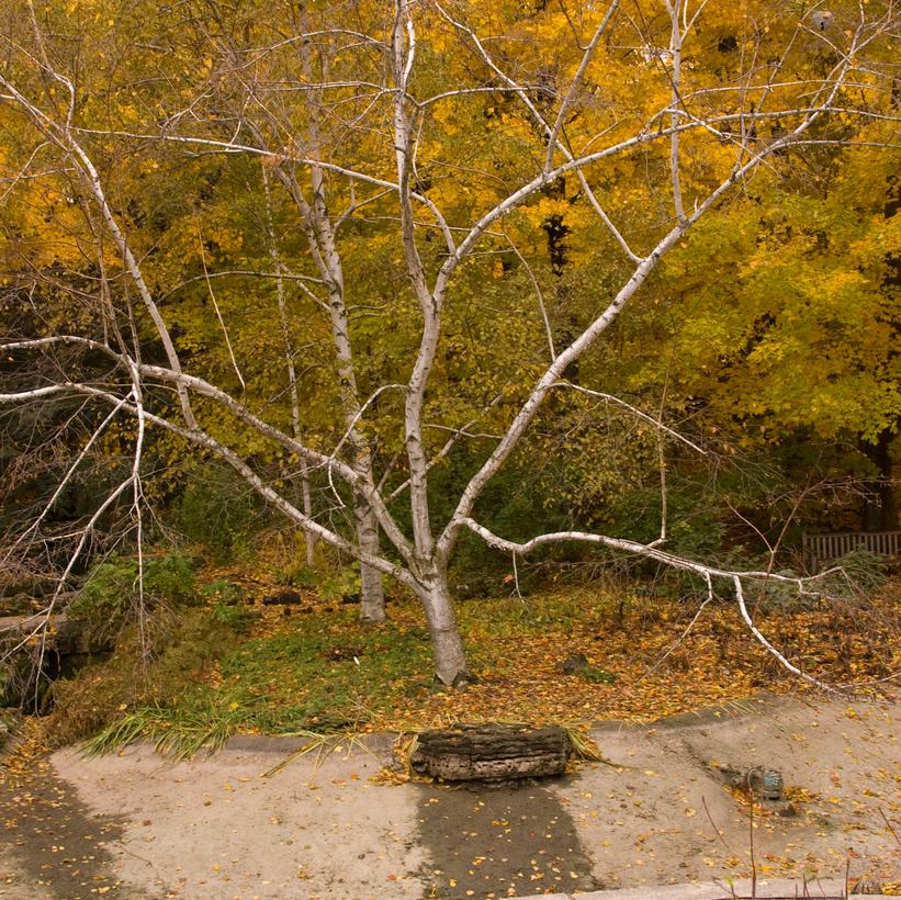 Betula papyrifera 