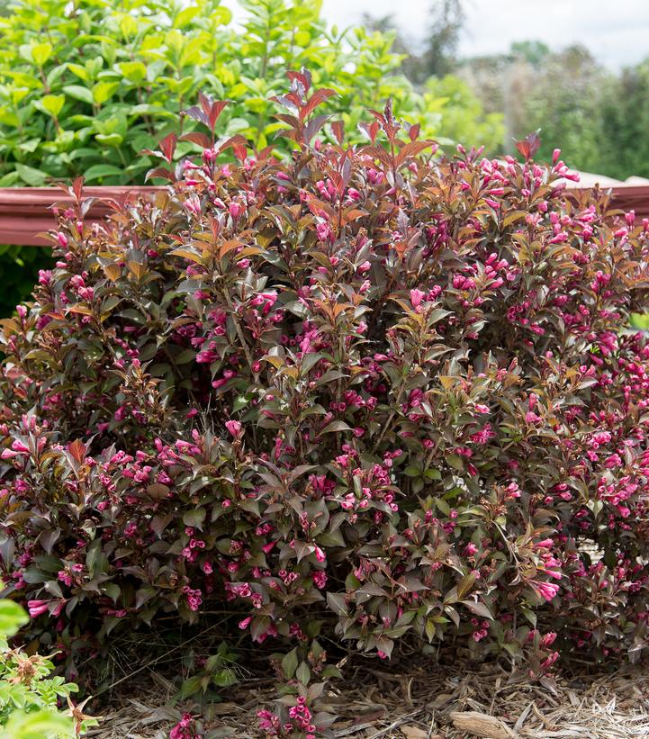 Weigela florida Shining Sensation™