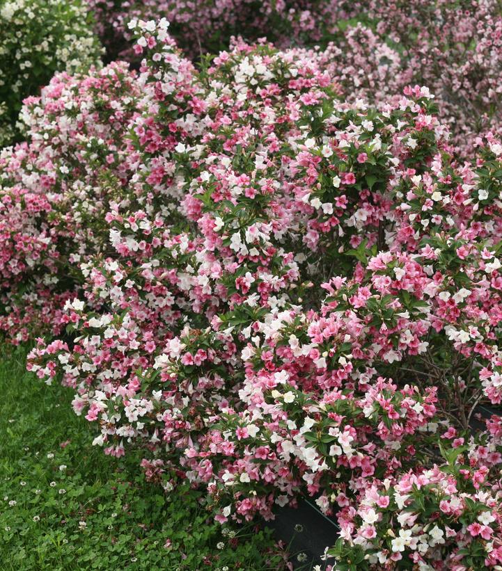 Weigela florida Czechmark Trilogy®